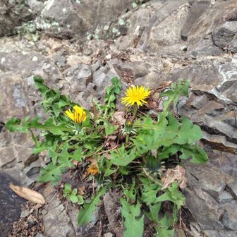 鎖場の岩の間でタンポポが健気に咲いていました