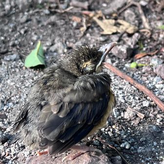 あなた誰？🥹どうしたの？🥹
巣立ったばかりの雛🐤
近くで親の声がしてる🐧