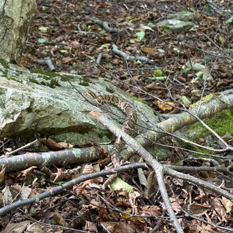 登山道の側に大きなマムシがいました。危ない…