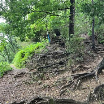 ここも地図にはない分岐点と尾根道 巻道があります。