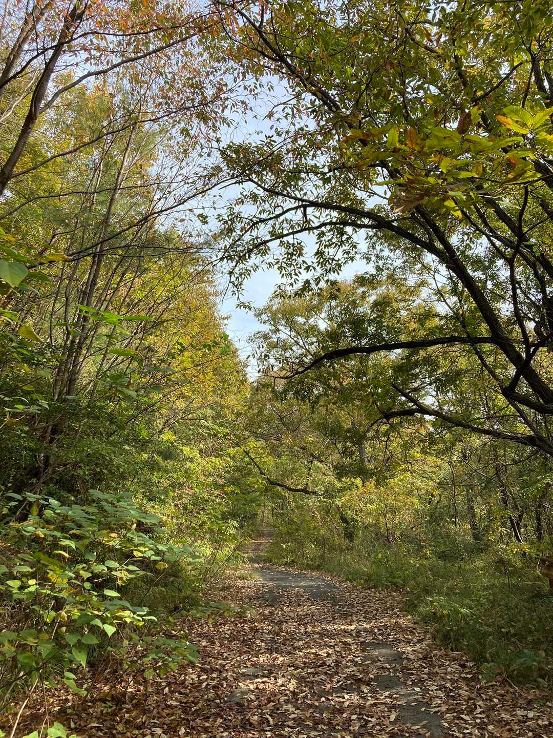 紅葉はあと少し〜🍁