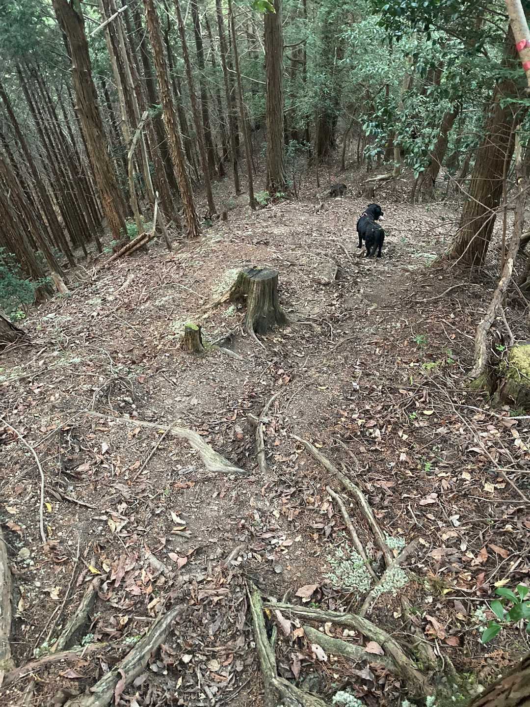 登ってきた急斜面から下る
めっちゃ滑る！