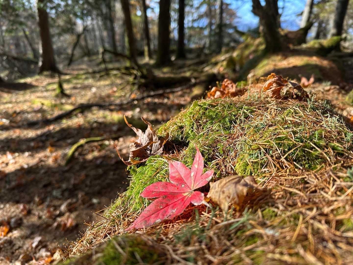 山の中腹くらいが紅葉真っ盛り🍁