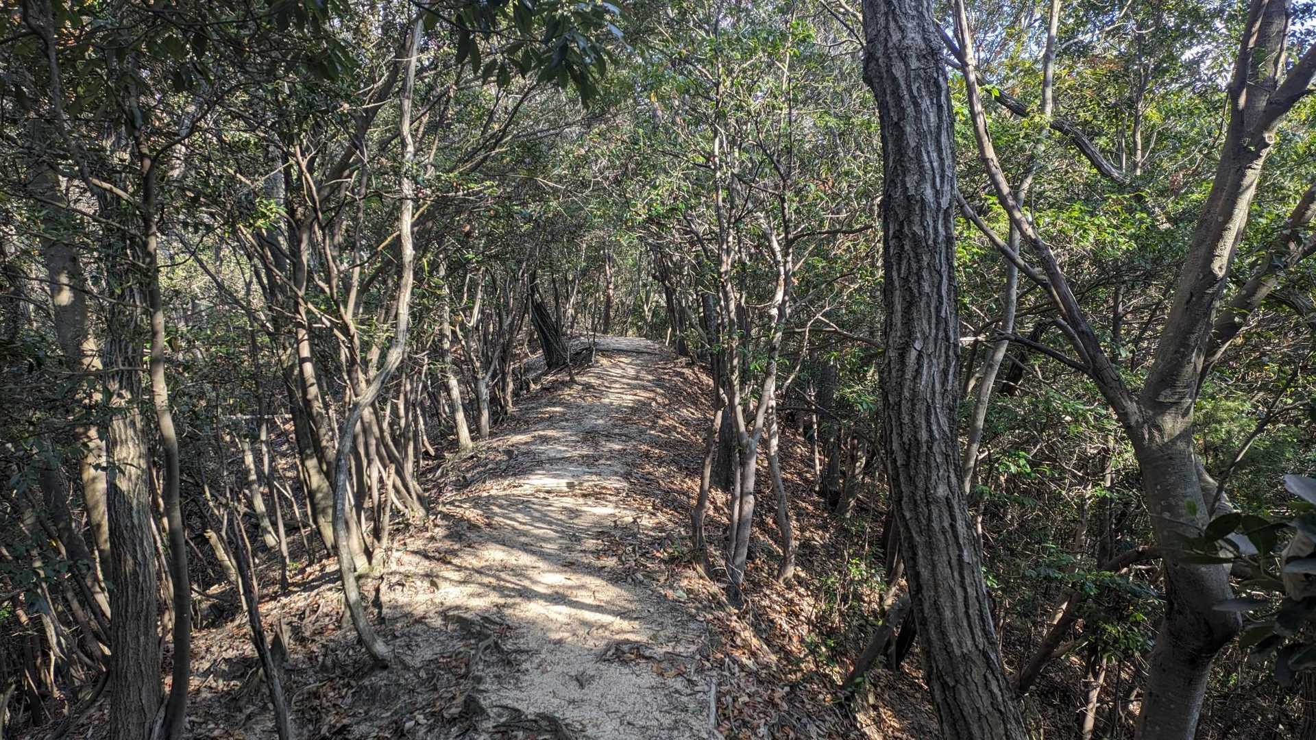 トレラン向きの登山道でした