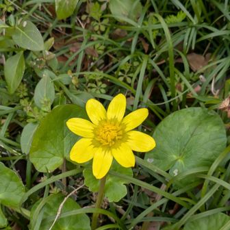 ヒメリュウキンカ
光沢があり綺麗です✨💕