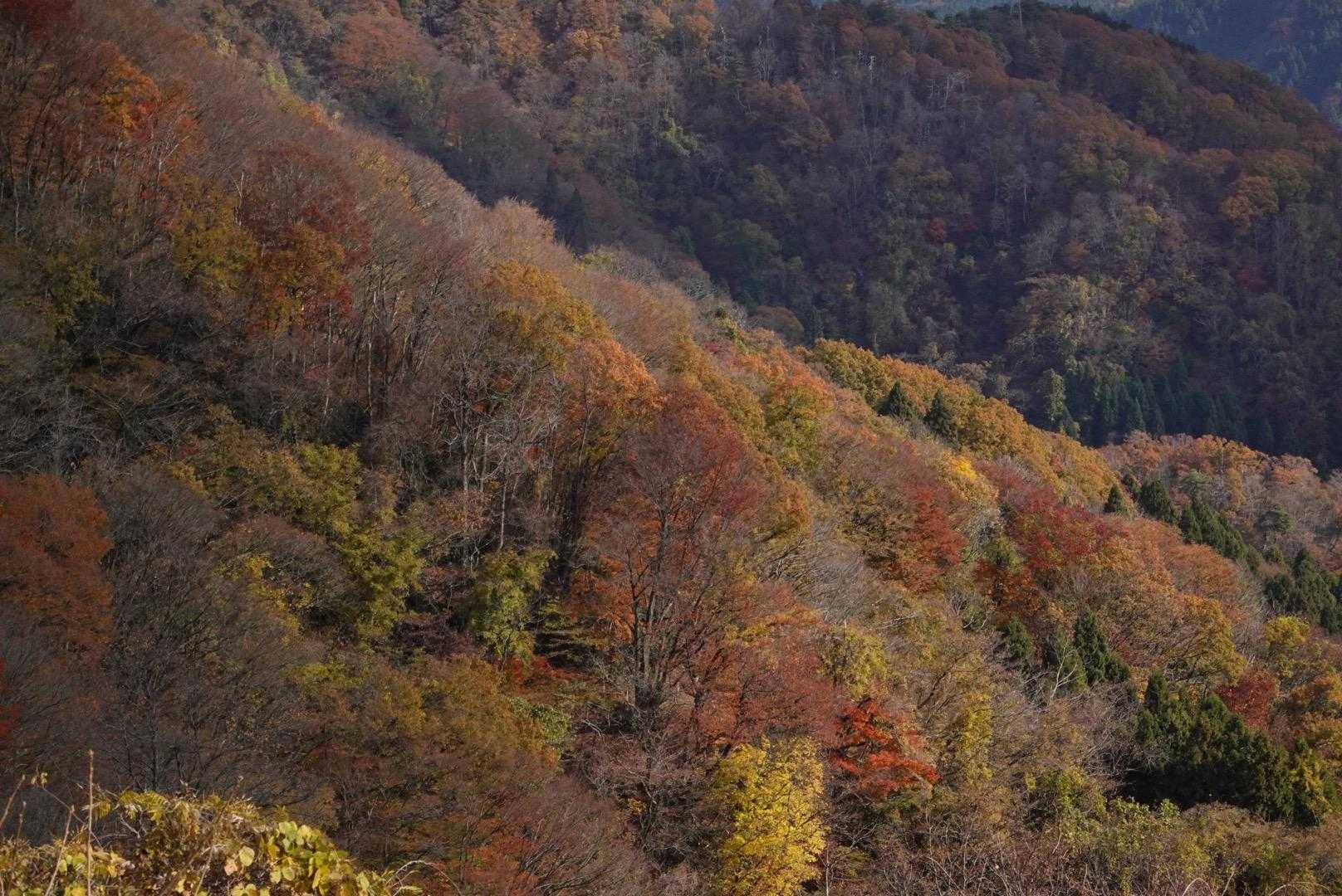 花立峠-越知山 往復コースの写真