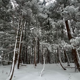 久しぶりの雪の感触を堪能！

ギュッギュッってこんな感じだったよね！

雪の量はラッセルほどではなくて、足腰に優しいクッションになる感じ☃️