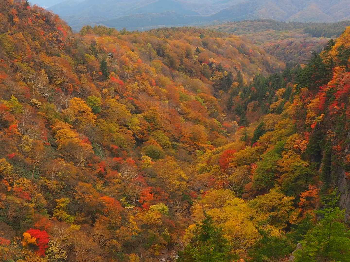 すご〜い🍁🍁