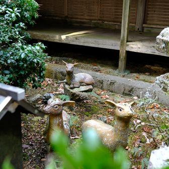 視線を感じました🦌