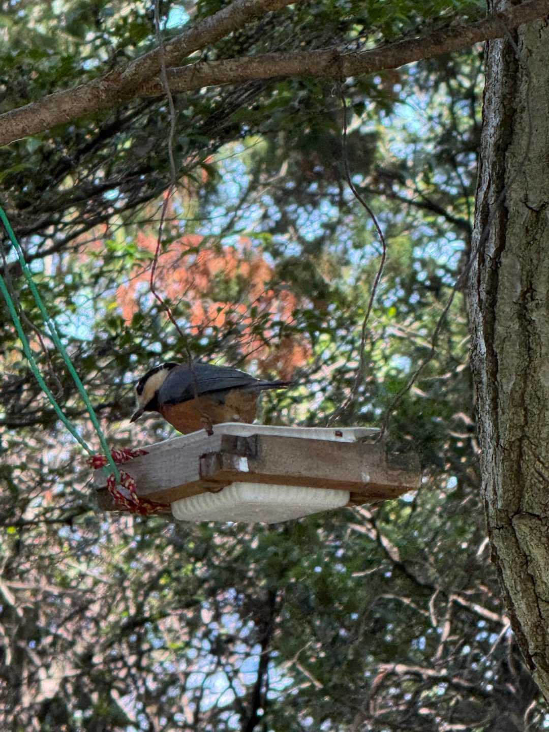 スズメバチ🐝の情報とかもあって　色々心配したけど　ぐるりと。。。
ここで珍しくヤマガラちゃんに会いました