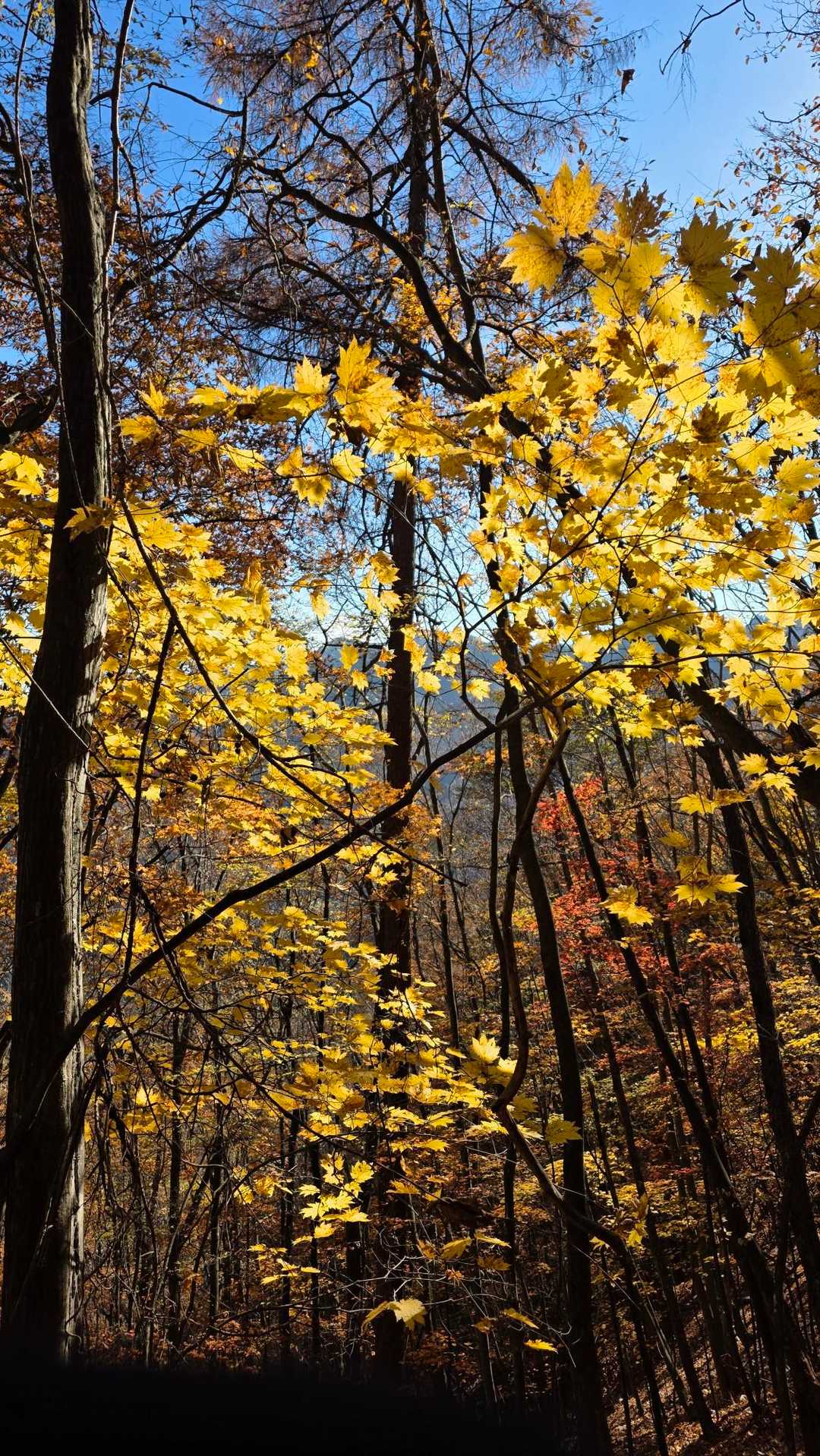 🍁