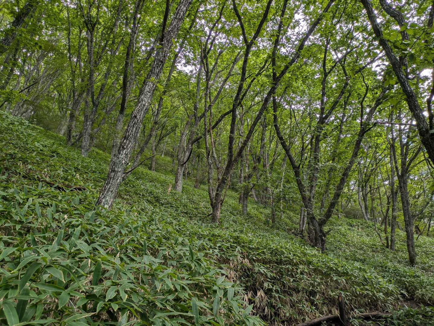 ミズナラ森の登山道