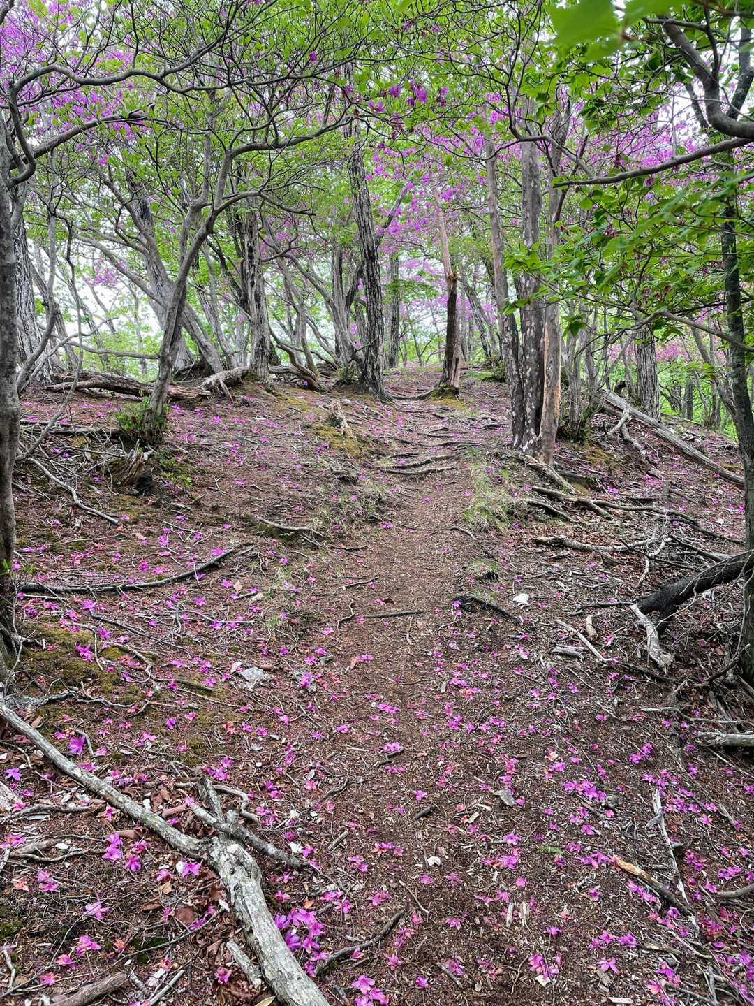 郡界尾根登山口-後袈裟丸山 往復コースの写真