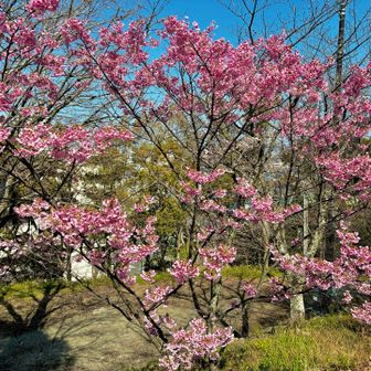 四條畷神社にて🌸