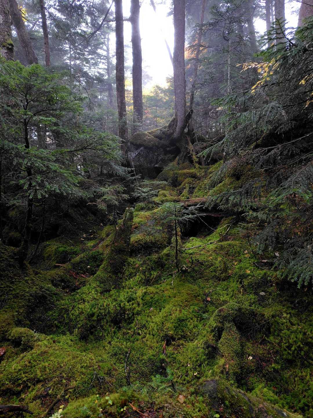 渋の湯バス停-渋ノ湯登山口-麦草峠-大石峠-中小場-縞枯山 縦走コースの写真