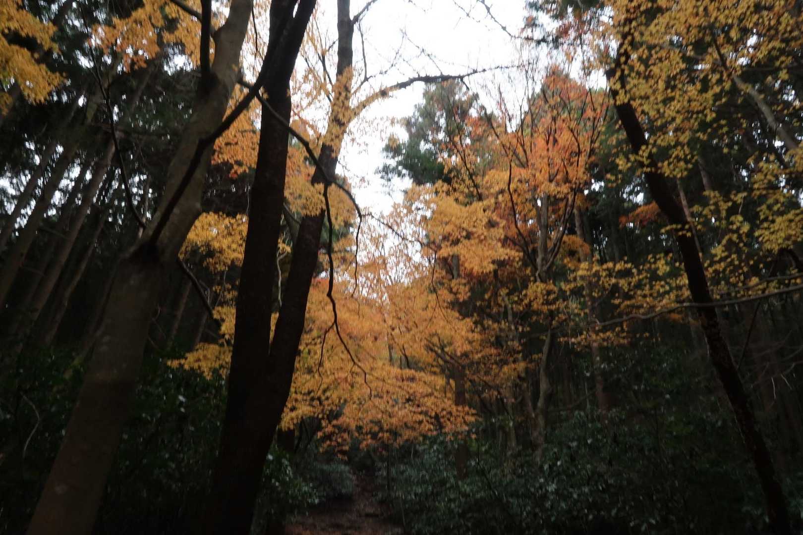 ✨