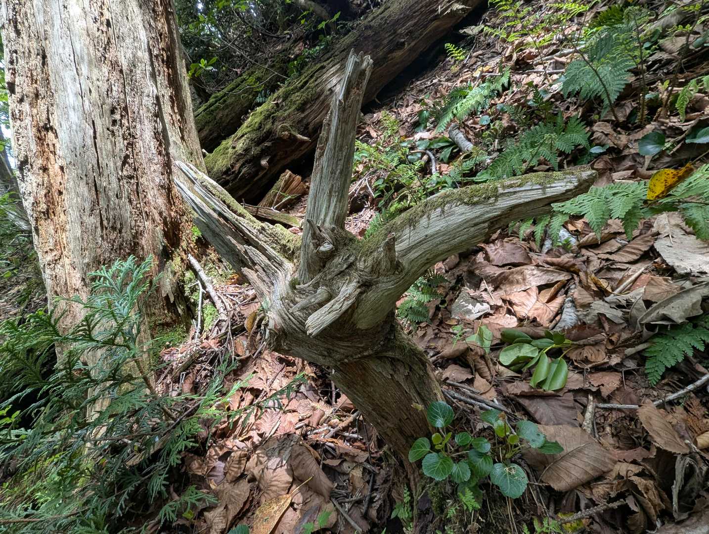 グワシの手