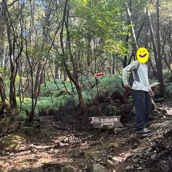 シダ植物がいい感じ🌿