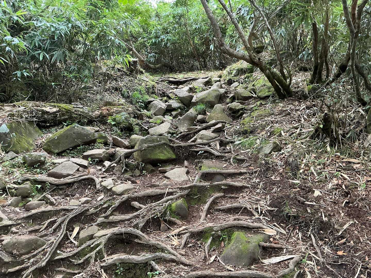 木の根と大きな石が混ざりあった急登😱

五里山のように、四つん這いにならないと登れないような直登でなければ良き🤣

いつまでもネタにできる五里山。