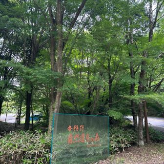 無事下山！　ん？まだ、昼前でした😄

が、、
おかわり⛰️候補もあったけど、、
足🦵🦵ビリビリしてる！😅

距離、標高差、時間　大した事ない？みたいだけど👀　急登⤴︎激下り⤵︎暑さ🥵限界💦

今日は、これで帰ります！🤭🚗💨　