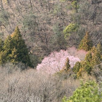 ズームすると桜かな🌸
キレイ😍