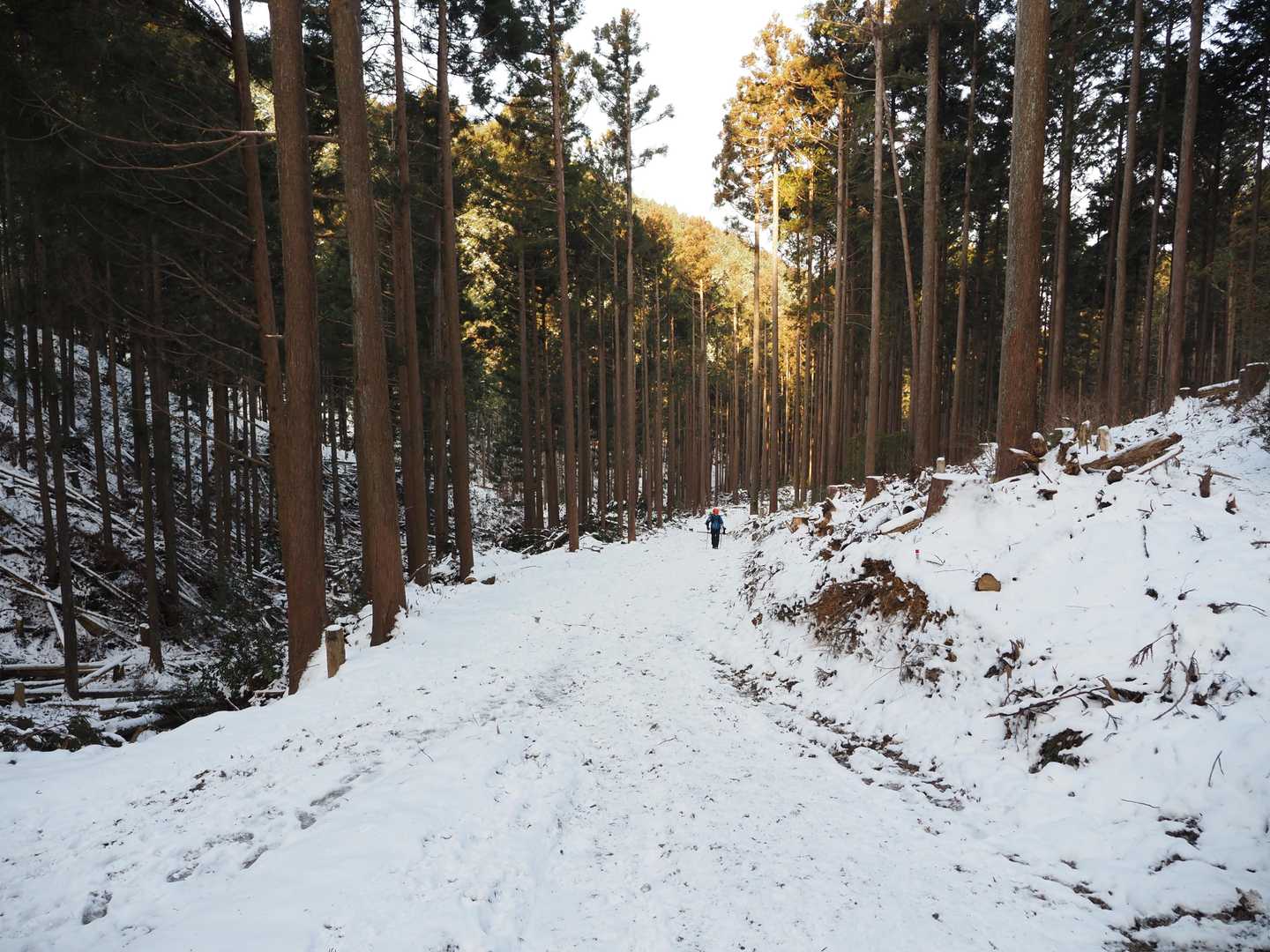 しばらく林道
