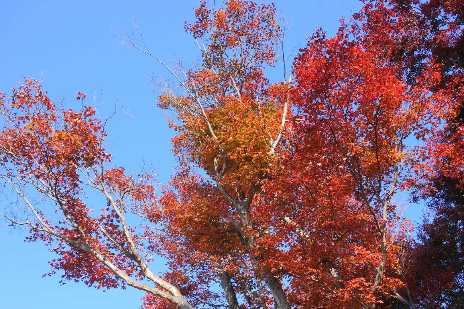 紅葉台のカエデは真っ赤