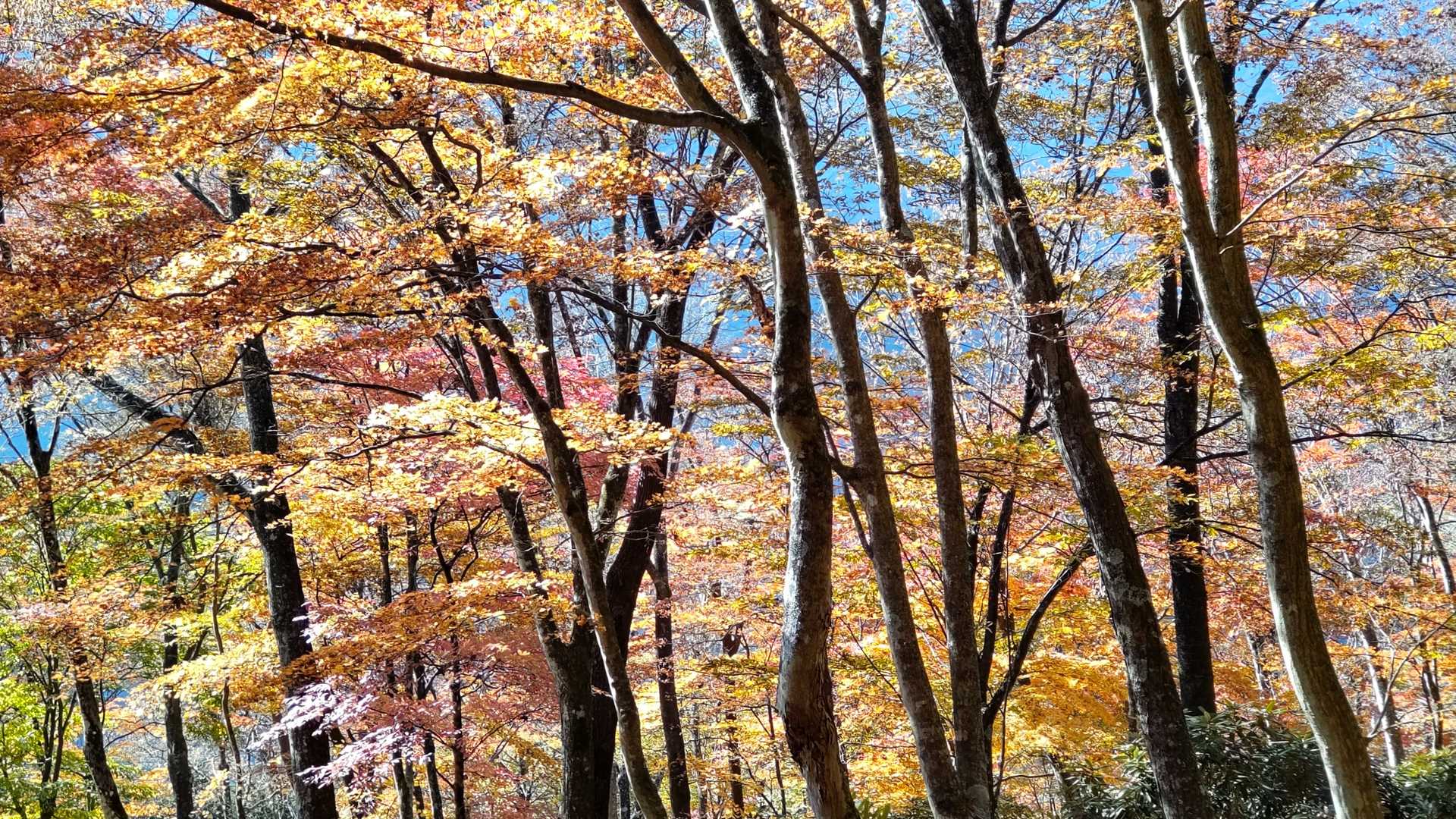 途中の紅葉。目に眩しいです
