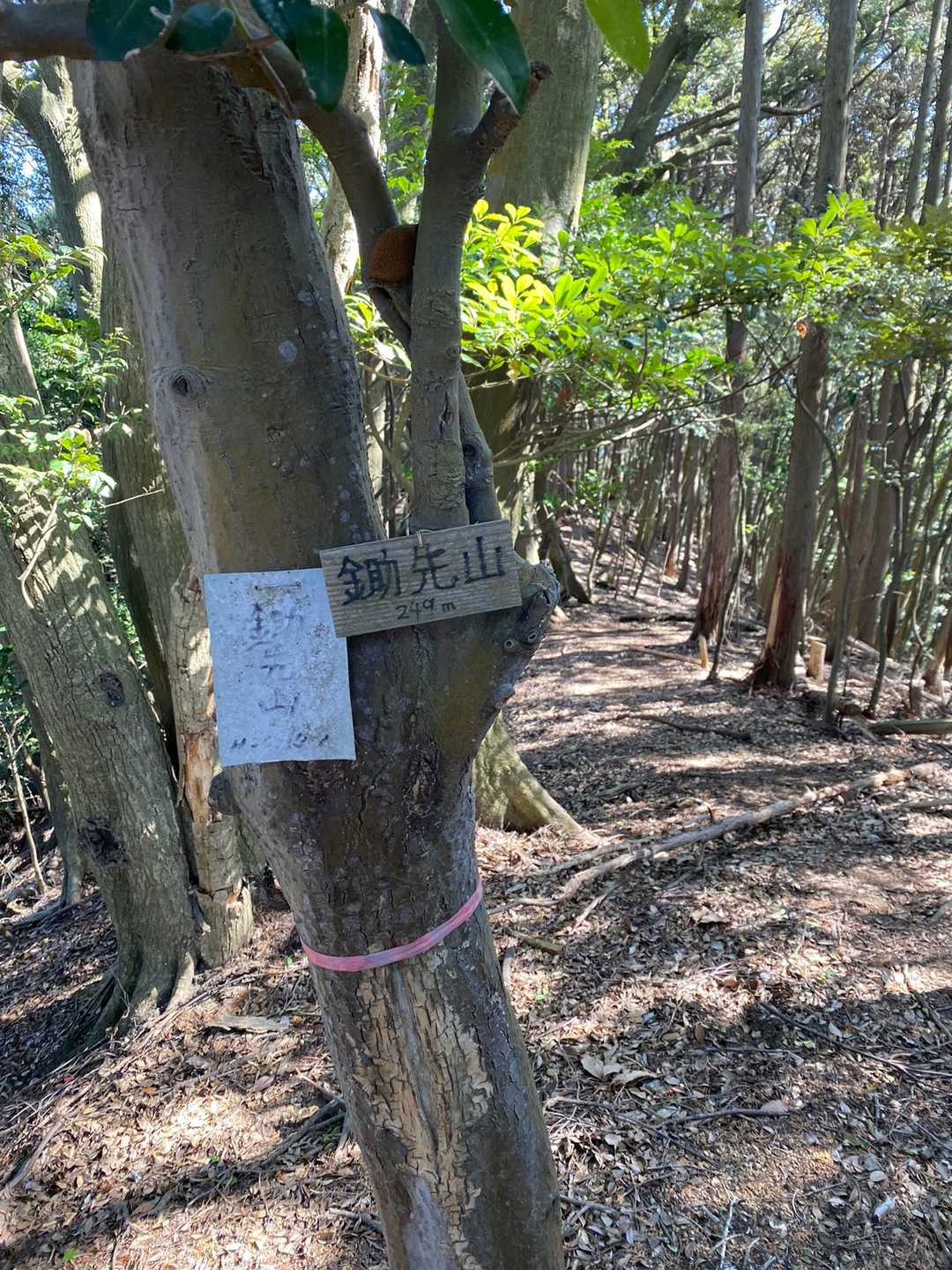 先ずはゲット🙌
