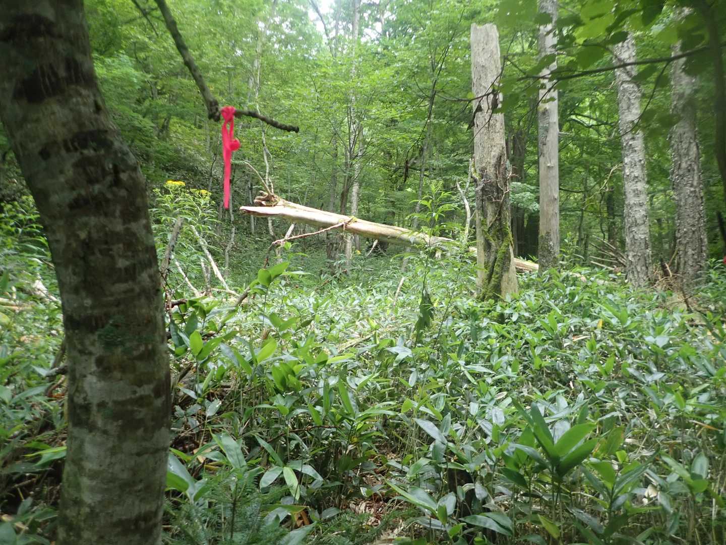 ヤブ多し。登山道整備のありがたさを実感。