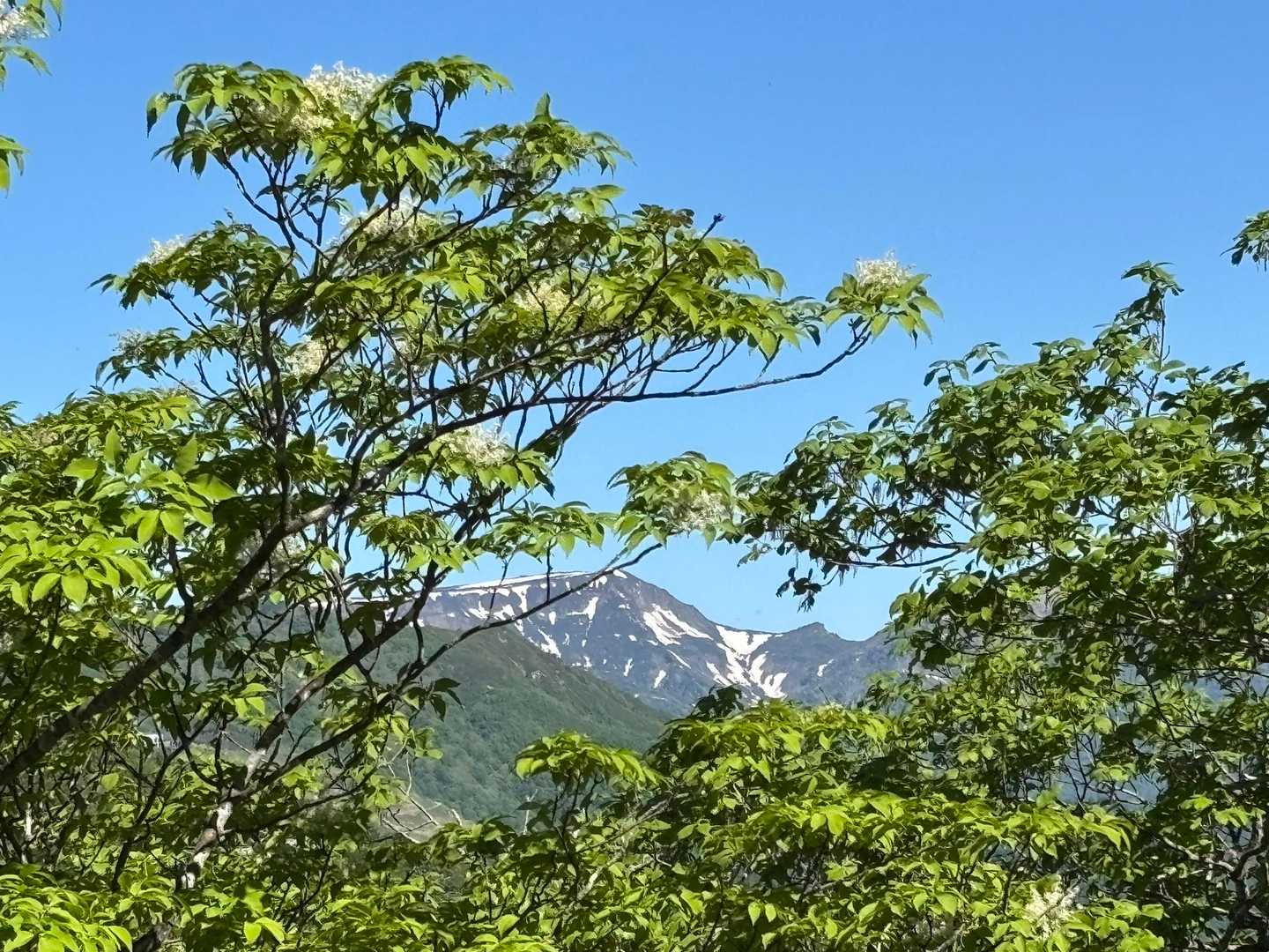 苗場山とアオダモ