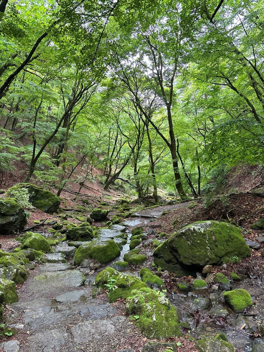 御岳山駅-御嶽神社-御岳山-鍋割山-芥場峠 周回コースの写真