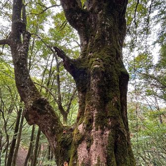 立派な栃ノ木