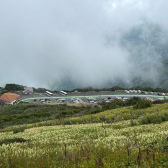 中央コースで降りました。ここもフジテンニンソウの群生がきれい😍
