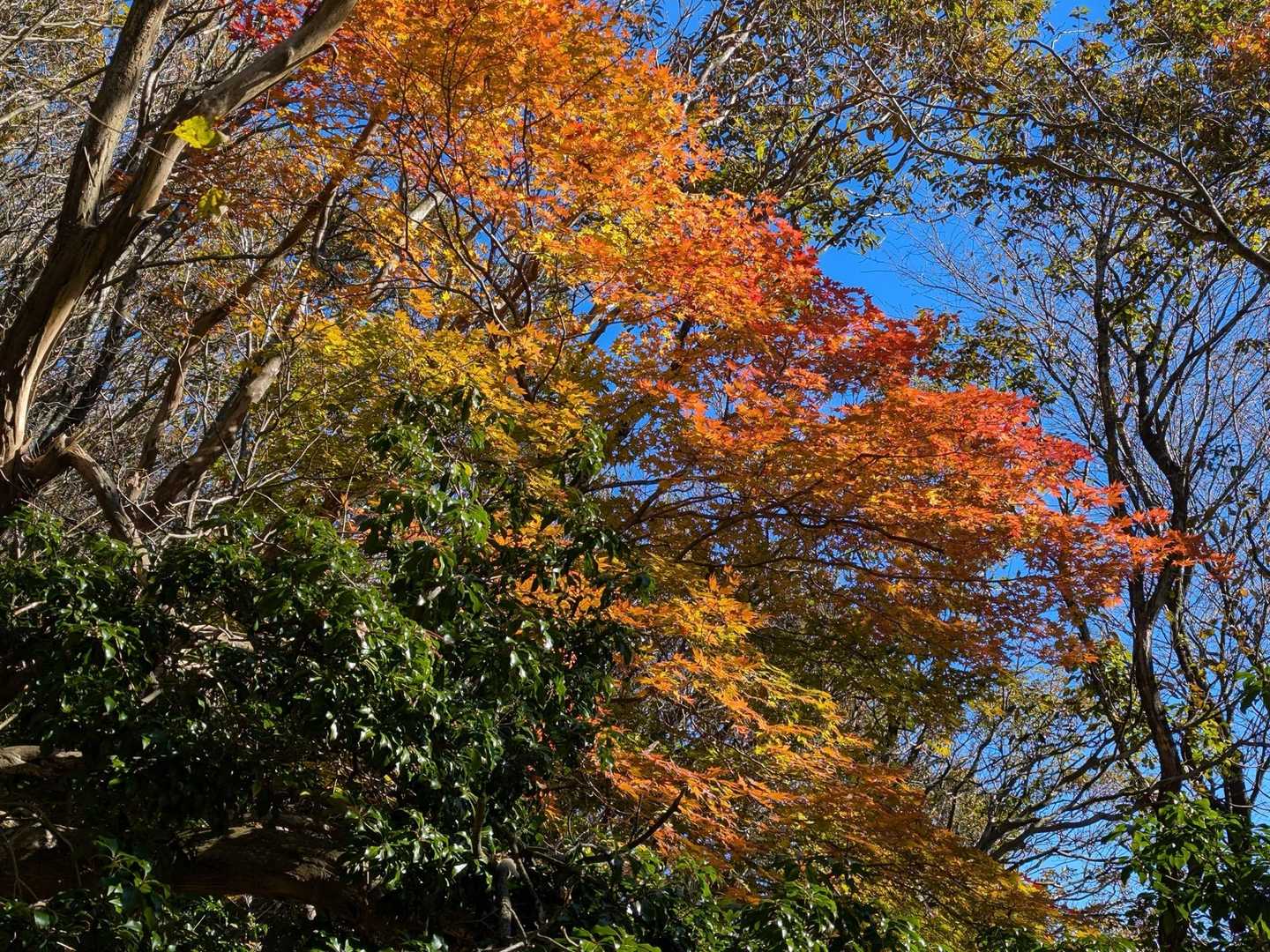 イロハモミジ鮮やか🍁🤩