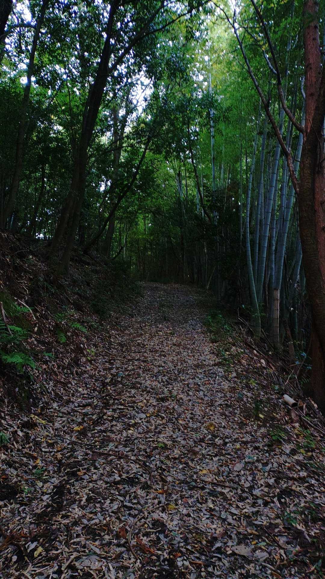 山脇山へGOщ⁠(⁠゜⁠ロ⁠゜⁠щ⁠)
しょっくちは藪漕ぎ覚悟しましたがすごく歩きやすい