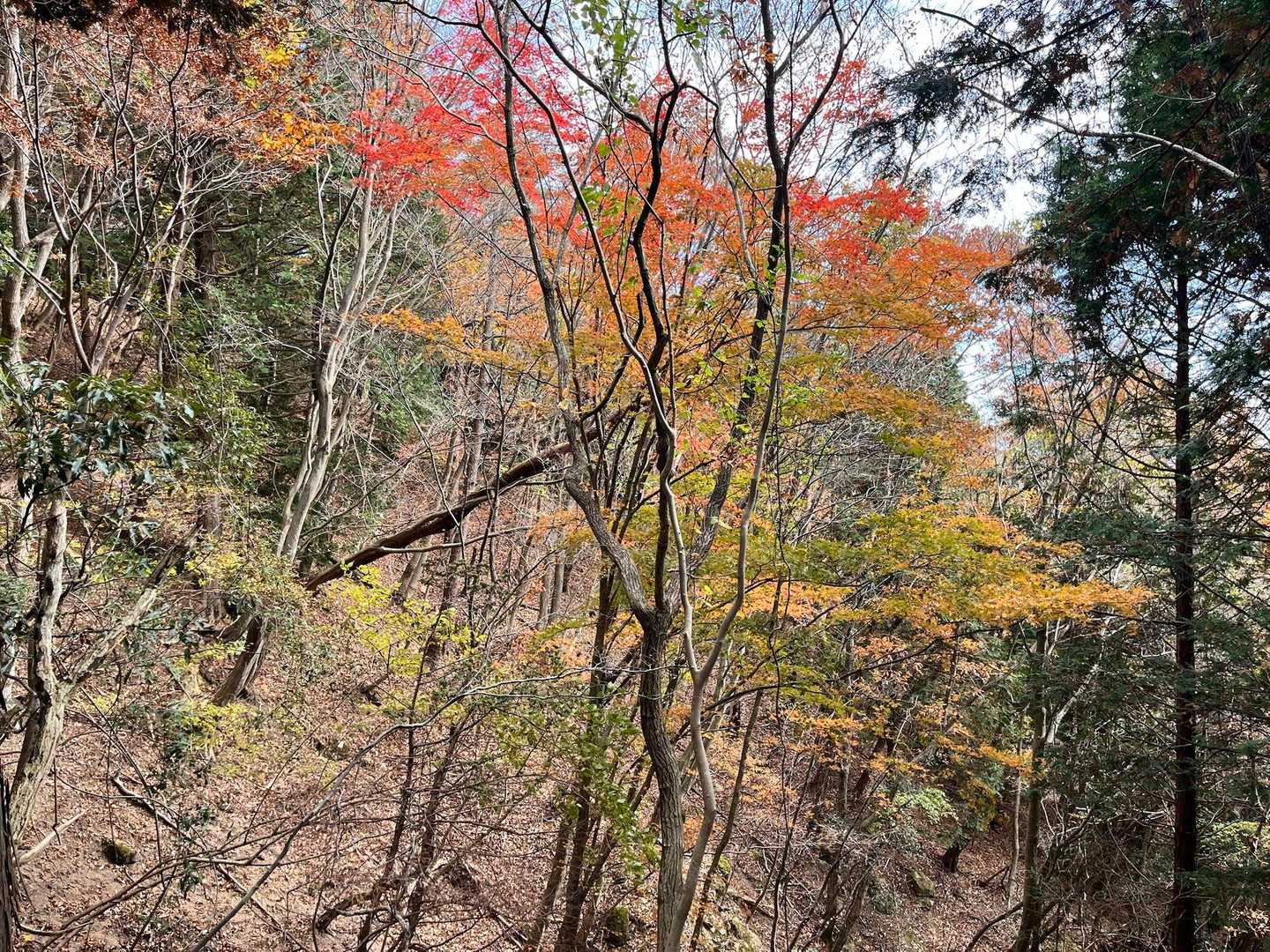 🍁