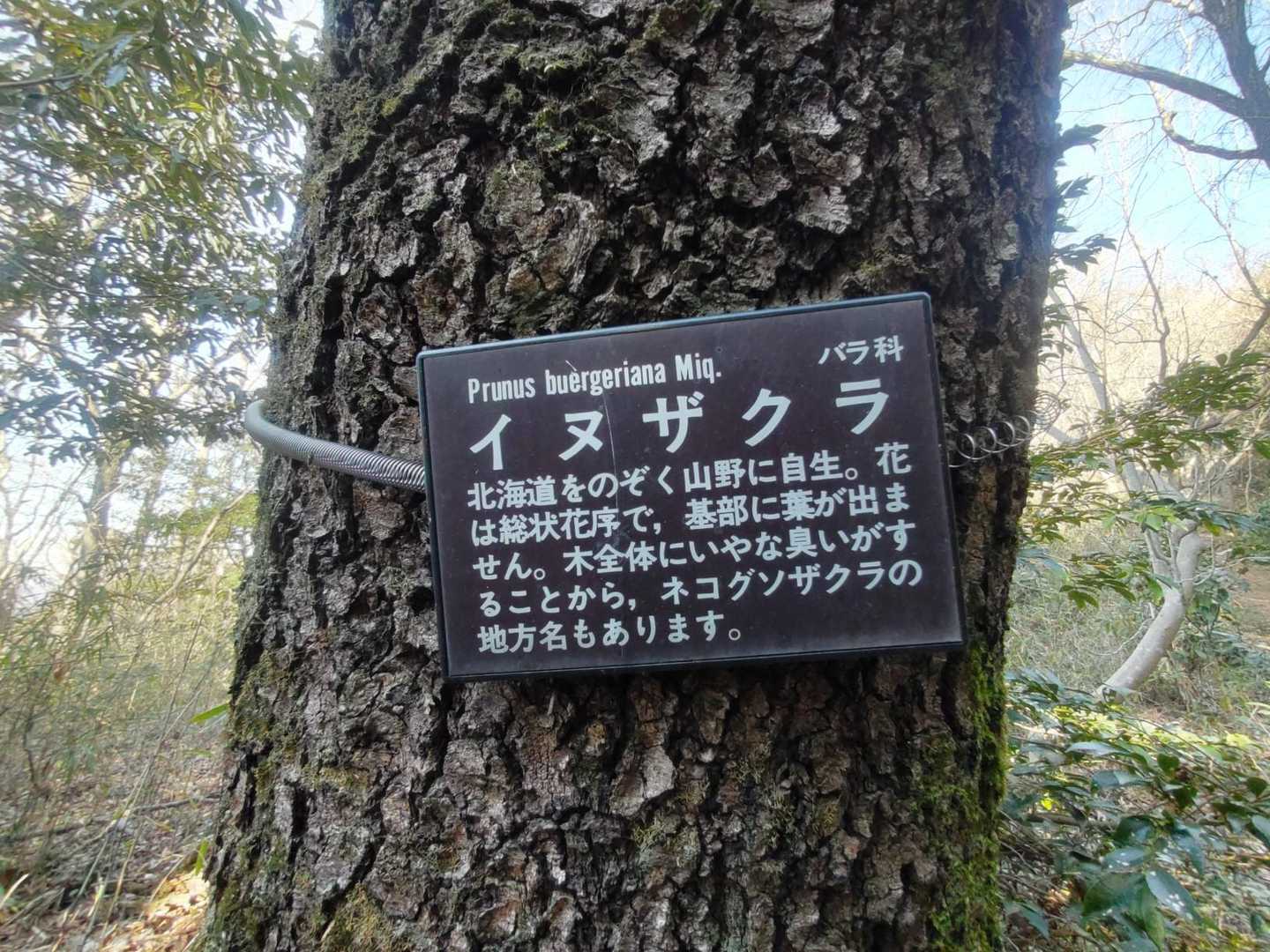 前に縦走した時のネコグソだ💩