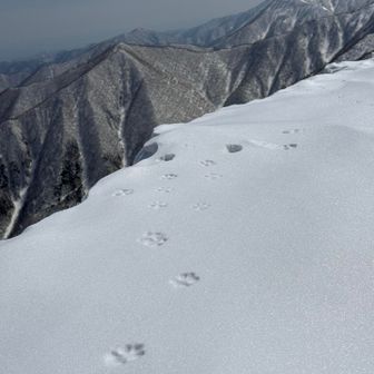 山頂にも小動物の足跡が。