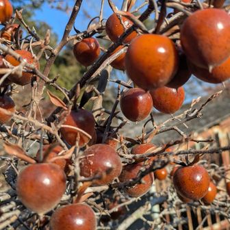 ぷよっとした実

名前が出ないところがたかちゃんのいーところだ