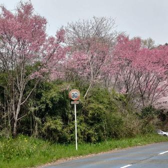 道路を歩いて再び登山道に入ります。