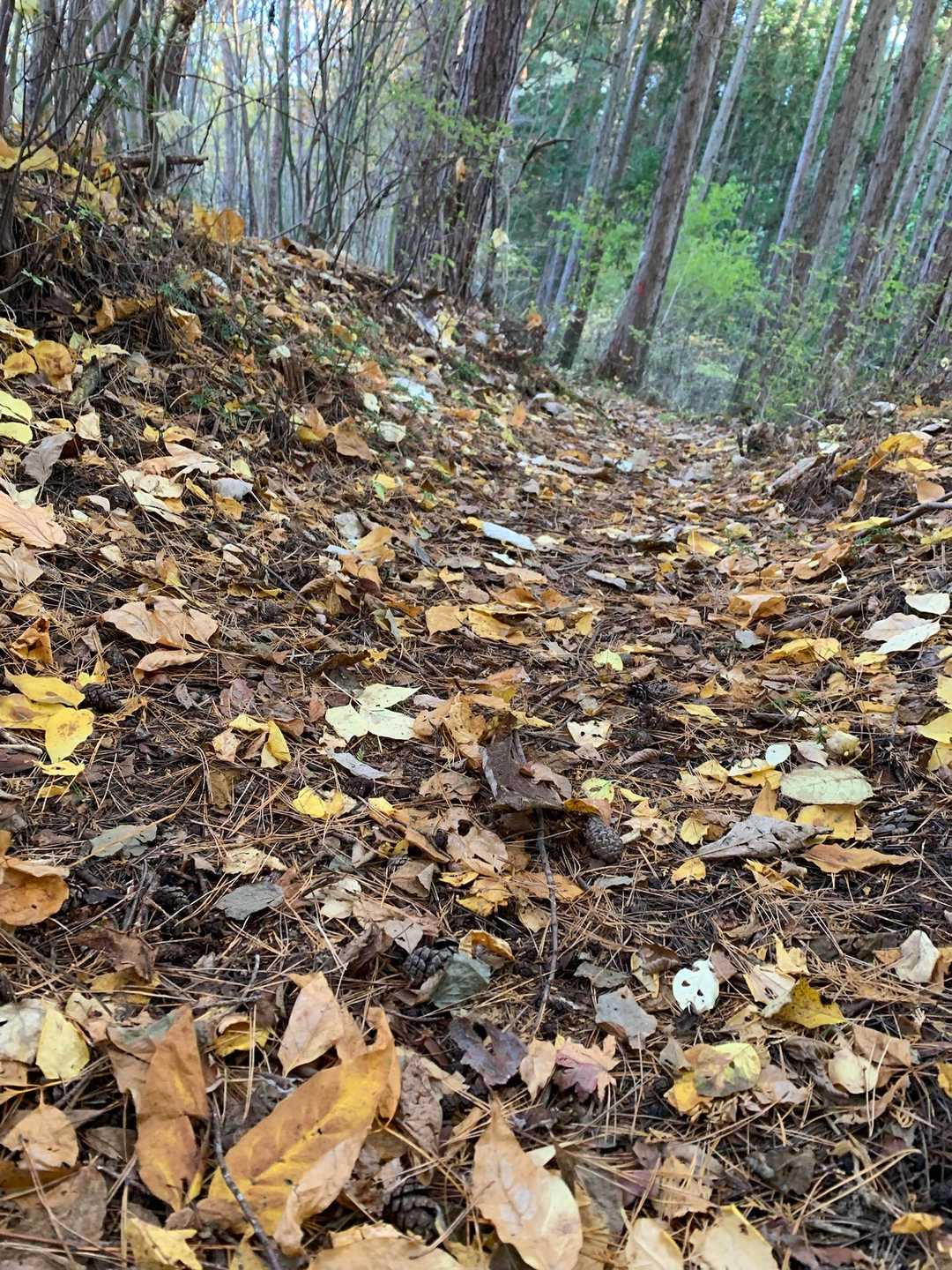 黄色の登山道🟨🟡