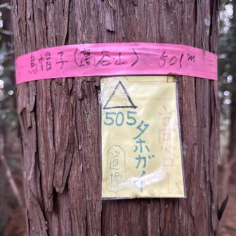 烏帽子（高谷山）登頂501m