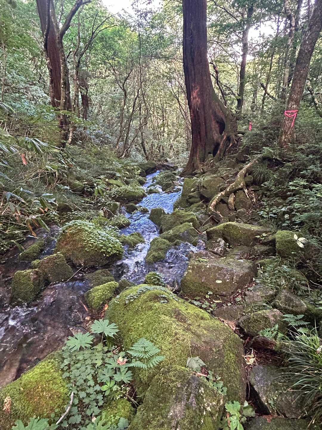 下山は、登りより、３倍たいへん💦
滑るーーー！