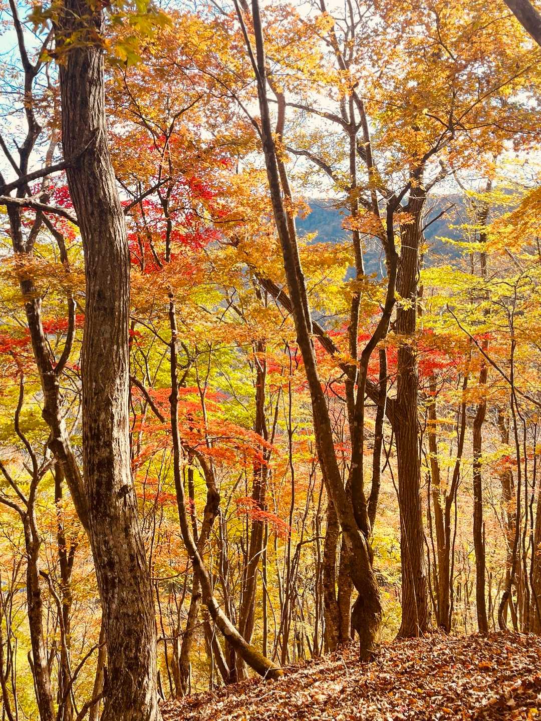 葛老山登山口-葛老山 往復コースの写真