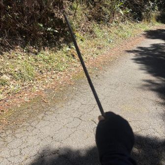 蜘蛛の巣避けの枝GET
気分はハリーポッター🧙