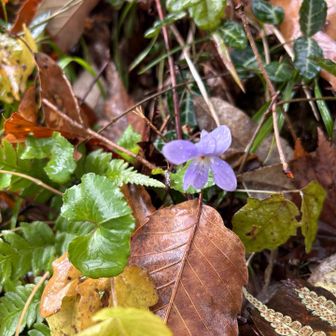 スミレ咲いてる❗️