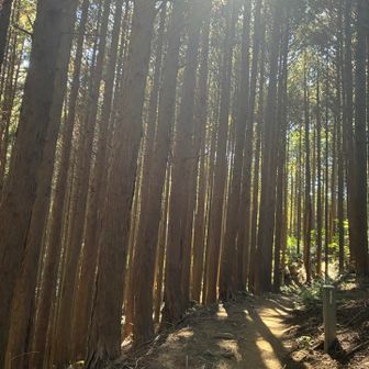 紀見峠まで頑張ろうかなと思ってたけど、太ももの違和感がまだ…どう考えても無理🙅‍♀️。