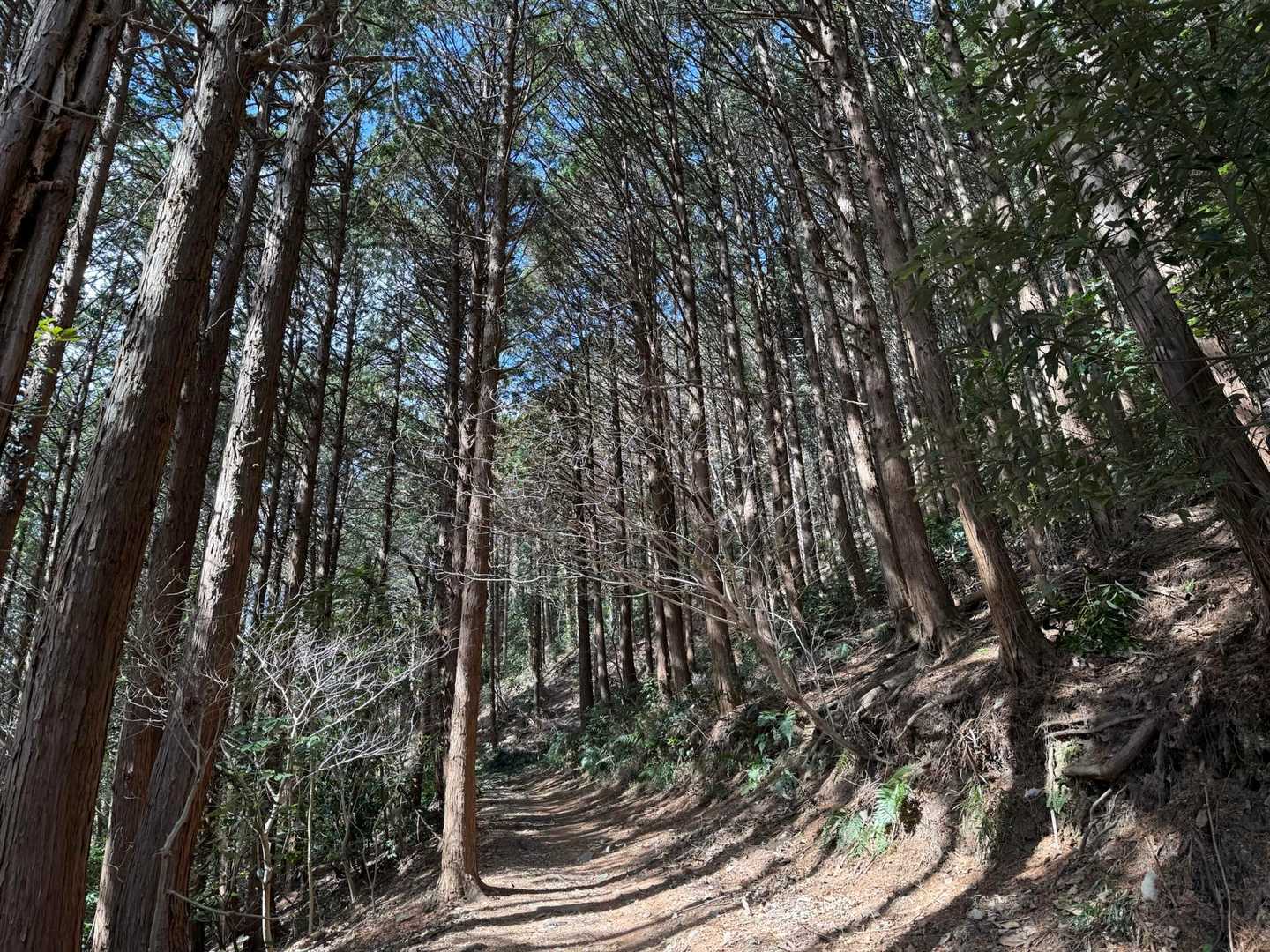 宮地山-在自山 往復コースの写真