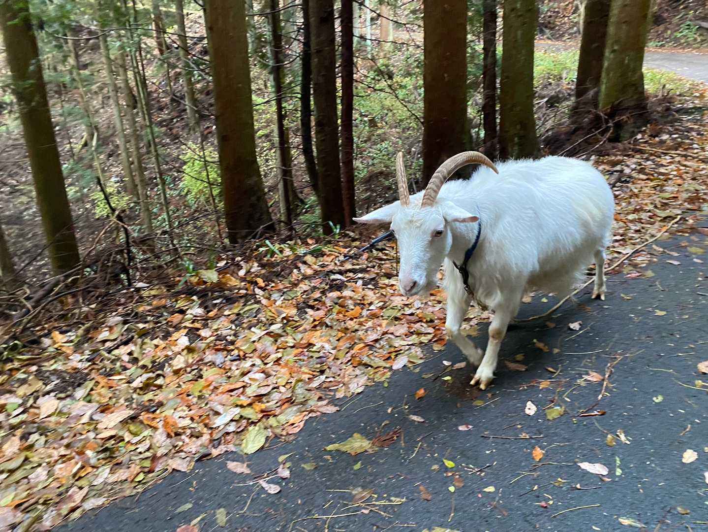 飼い主とお散歩中のヤギに遭遇。首なわが外れてます😨